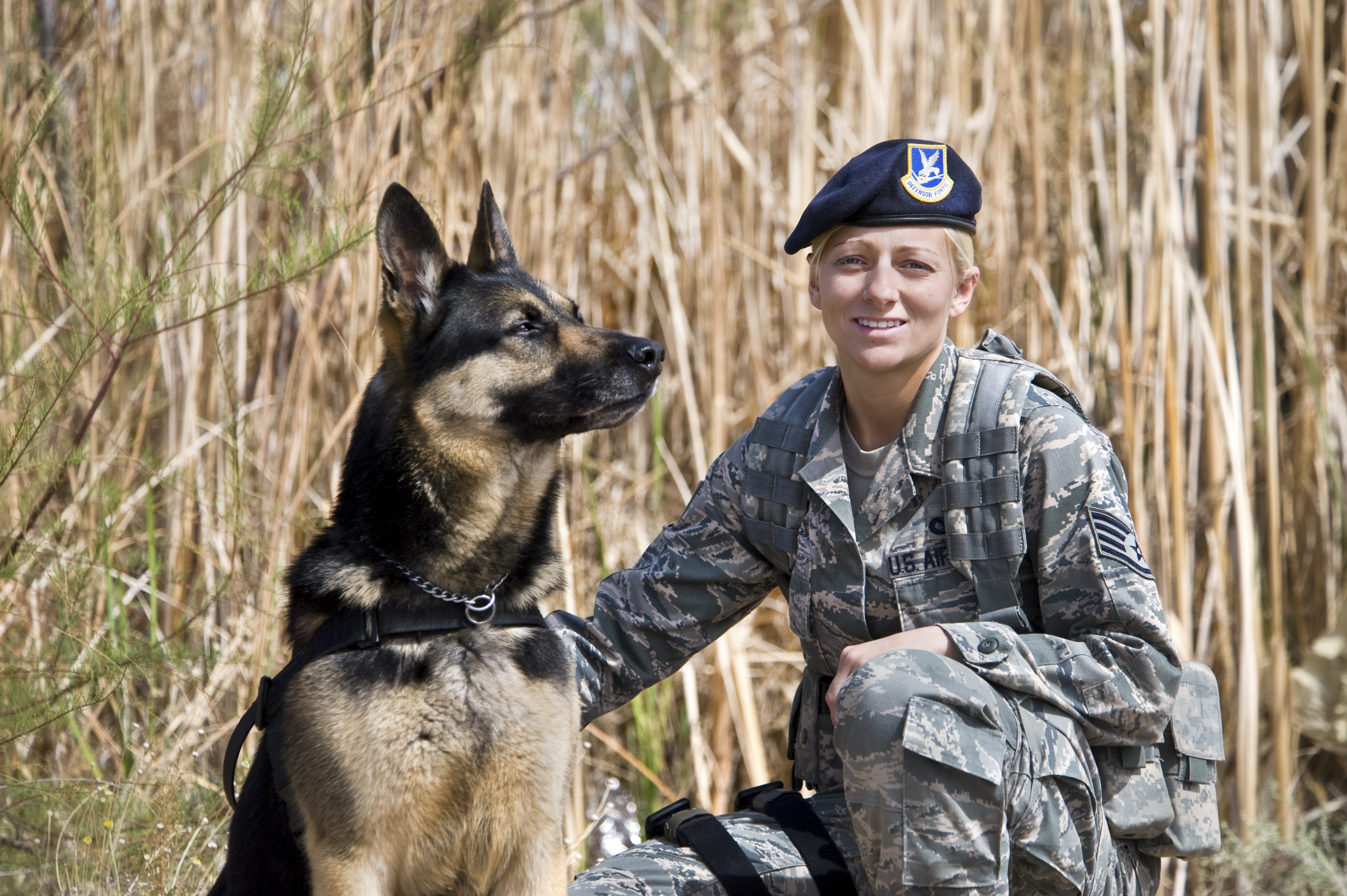 Собака в форме человека. Военная собака. Собака в военной форме. Немецкая овчарка Военная. Овчарка в военной форме.