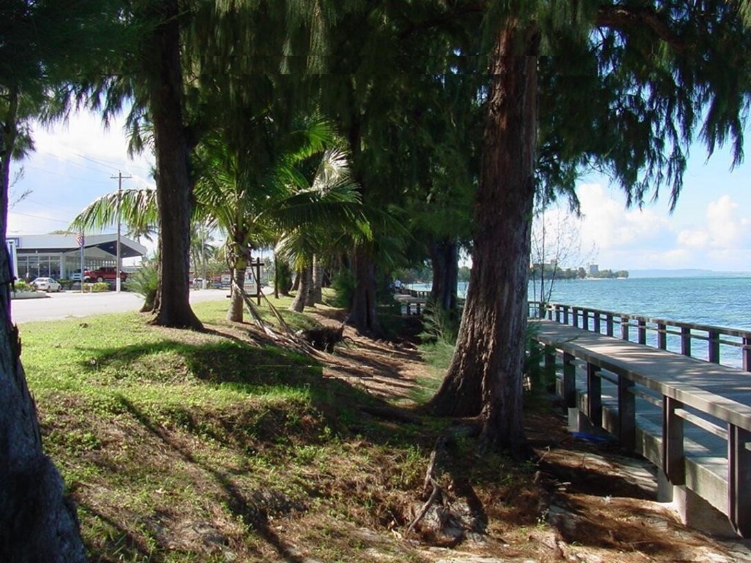 Ironwood trees at the Saipan Beach Road Shore Project project site. 
