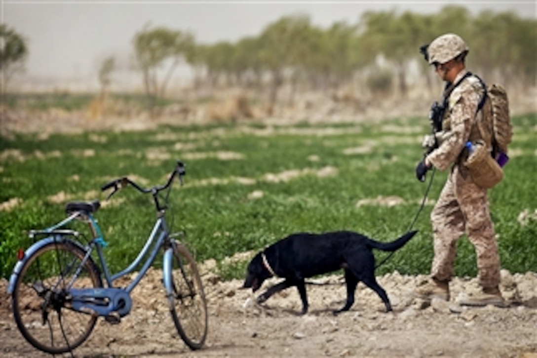 U.S. Marine Cpl. Kyle Click and his military working dog Windy, an improvised explosive device detection dog, search the perimeter of the Safar School compound in the Garmsir district of Afghanistan's Helmand province on March 18, 2012.  Click and Windy are assigned to Kilo Company, 3rd Battalion, 3rd Marine Regiment.  