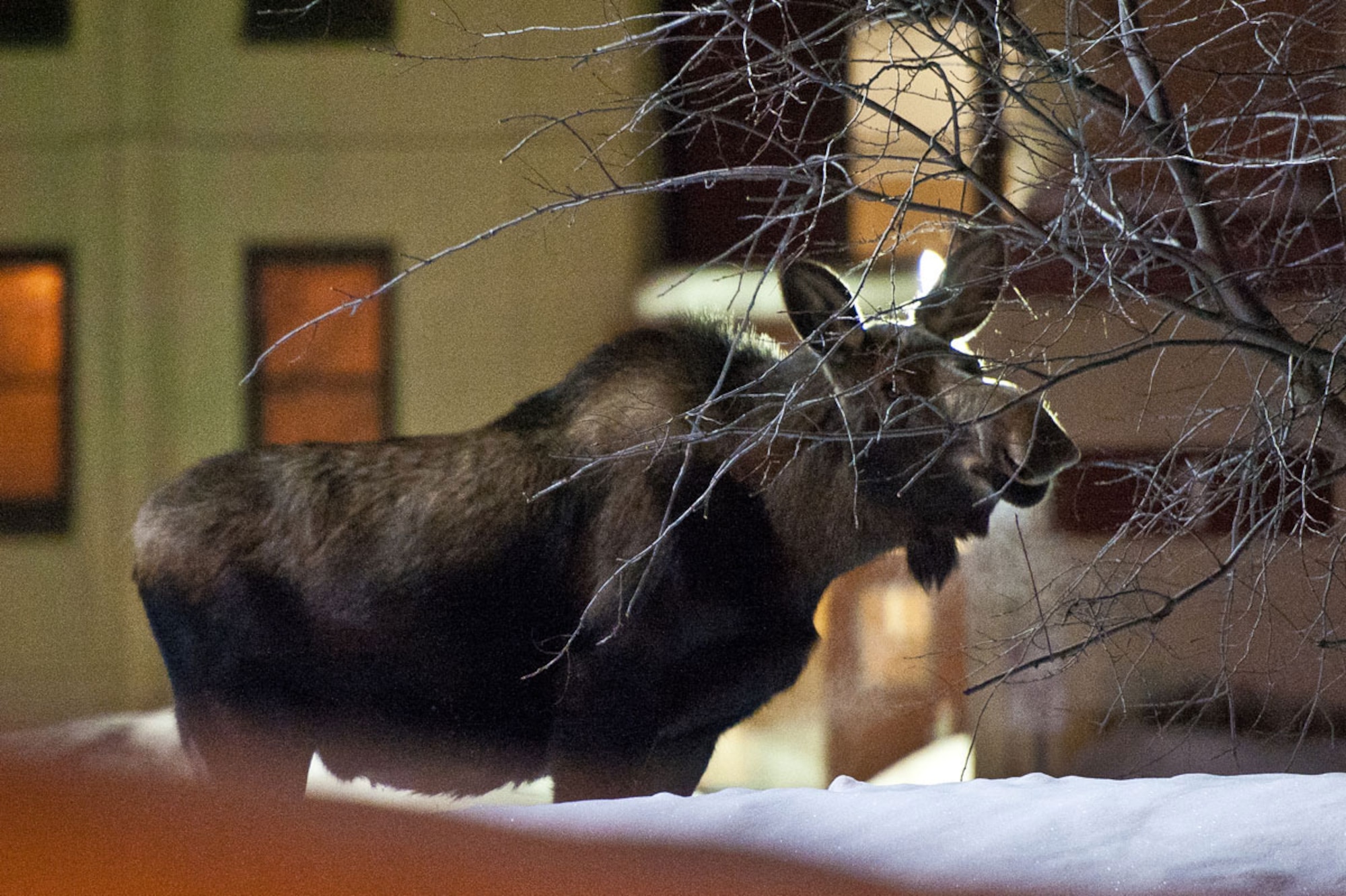A moose forages for food in the parking lot of the United States Army Alaska Headquarters building on Joint Base Elmendorf-Richardson in the early morning hours Sunday. Record snowfall for the area this winter has forced moose to look for food in more  urban areas this winter.  (U.S. Air Force photo/Justin Connaher)