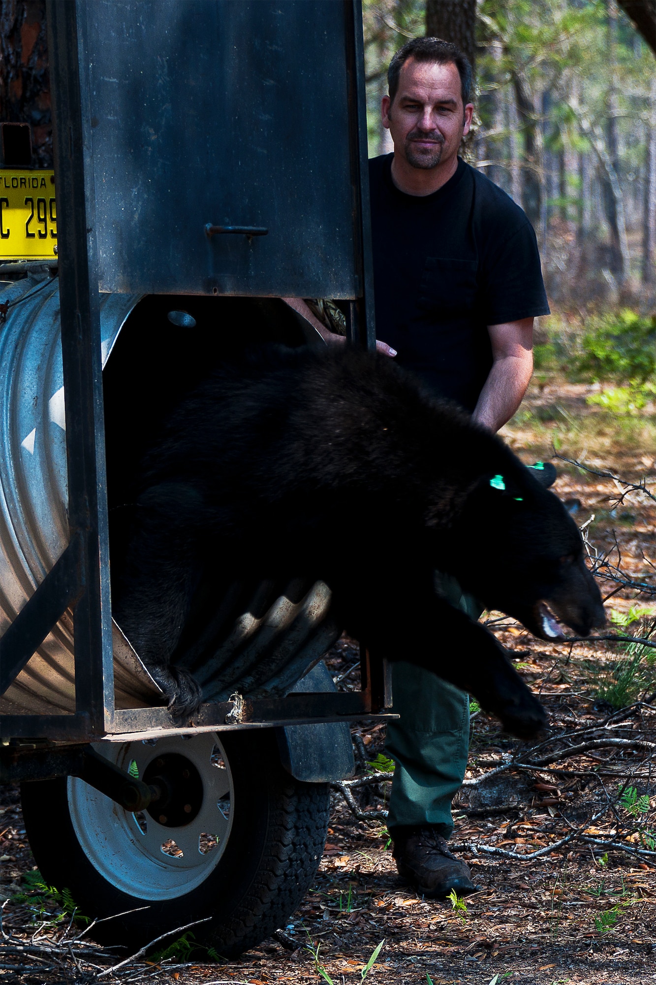 A black bear is released back into the wilds of Eglin Air Force Base’s range March 27 after being relocated from Valparaiso, Fla., by the Florida Fish and Wildlife employees.  Reports of the 2-year-old, 200-pound bear getting into people’s trash prompted the relocation.  The FWC tagged the bear before its release.  This was the first relocation this year.  FWC officials say they perform three to four bear relocations per year in the area.  (U.S. Air Force photo/Samuel King Jr.)