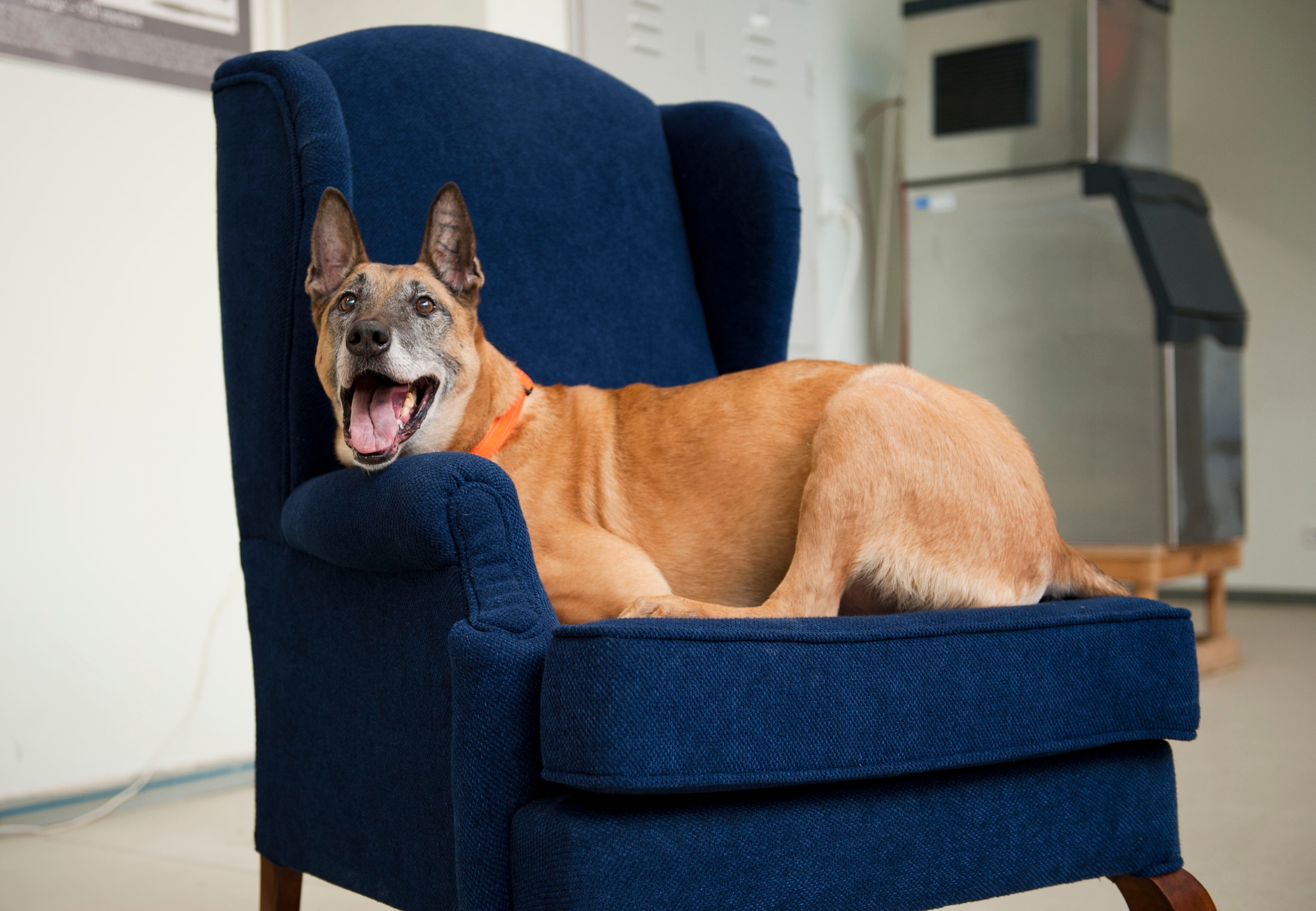 Military working dog Max rests in a chair during his retirement ceremony March 23 in the 39th Security Forces Squadron guardmount room at Incirlik Air Base, Turkey. To celebrate Max’s distinguished career, members of Team Incirlik, to include many defenders, crowded the guardmount room to pay tribute to the military working dog who aided in protecting the base and residents. (U.S. Air Force photo by Senior Airman William A. O'Brien/Released)