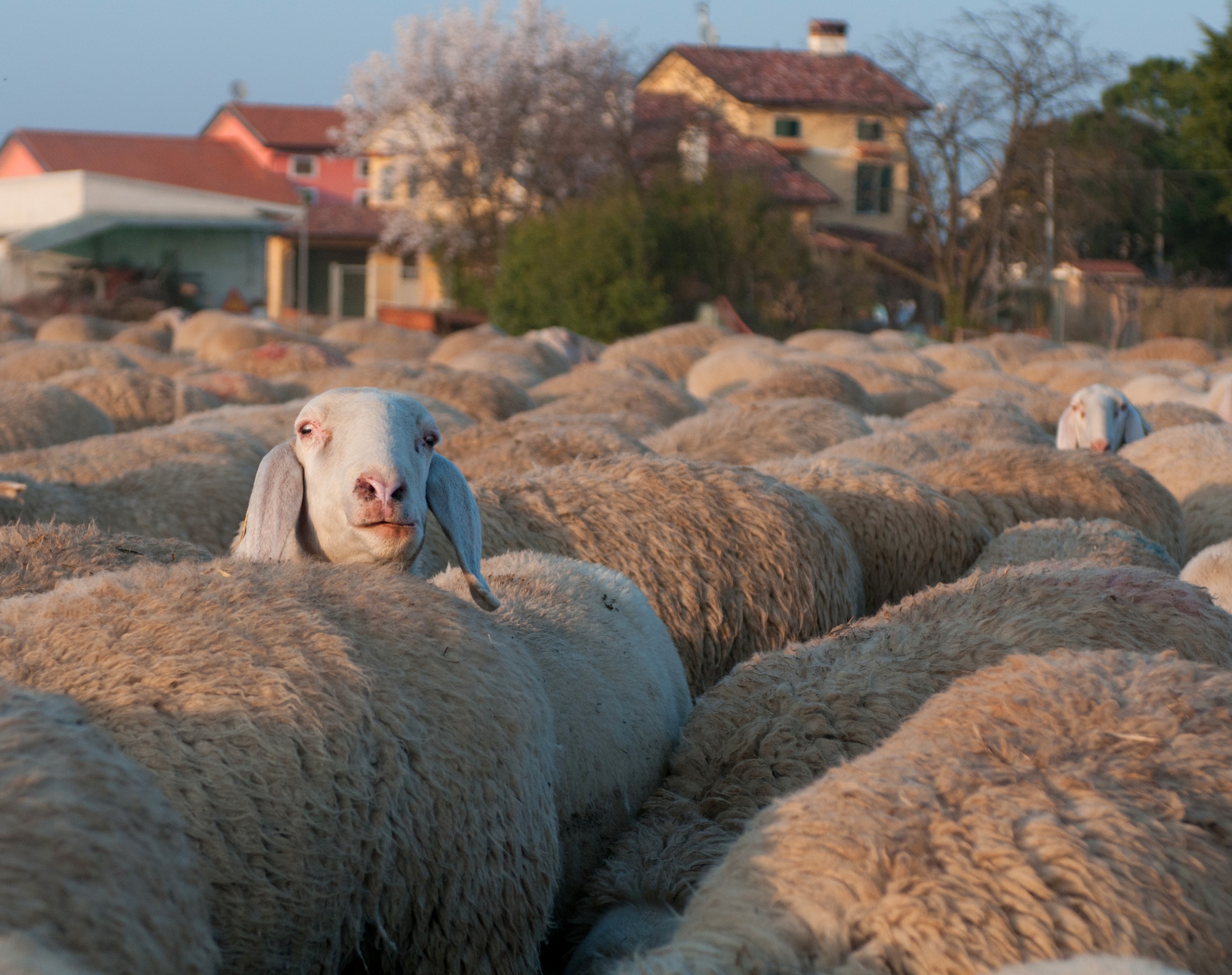 A mother sheep and her lamb graze in a field outside of Aviano March 22, 2012. Sheepherder Gianpaolo Banzato has been sheepherding for the past 47 years with the help of a Belgium shepherd and bordie collie dogs to manage the flock as they move from pasture to pasture.  (U.S. Air Force photo/Staff Sgt. Justin Weaver)