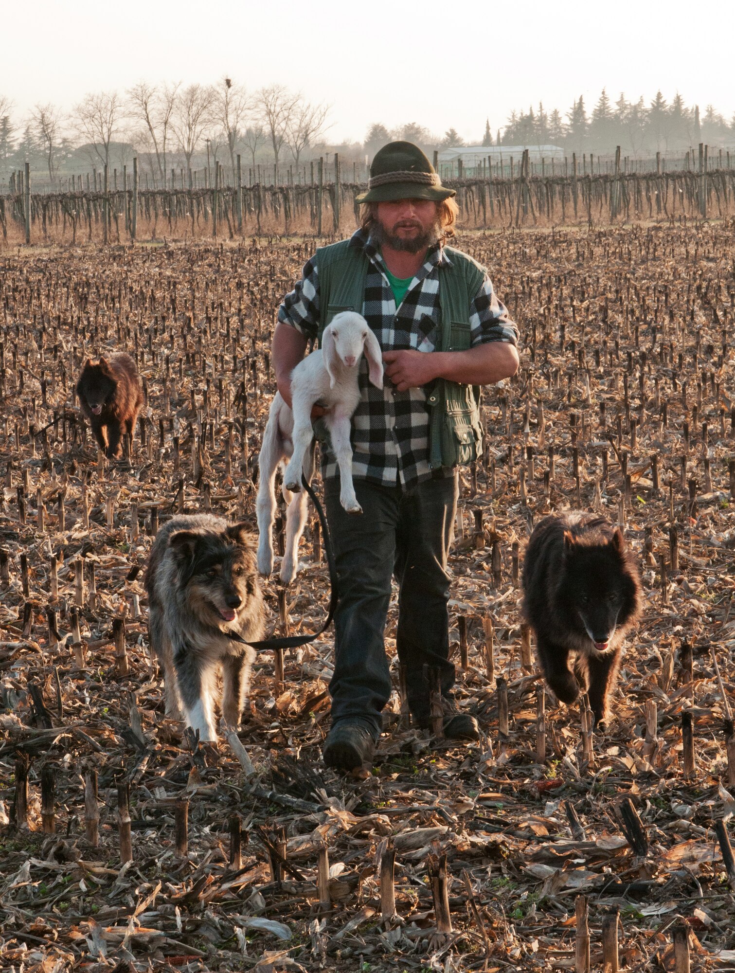 A local sheepherder carries a lamb back to the flock as his sheep dogs follow him March 22, 2012 in a field outside of Aviano Air Base. Sheepherders move from town to town every 2-4 days and in the summer they move the flock into the mountains to graze. (U.S. Air Force photo/Staff Sgt. Justin Weaver)