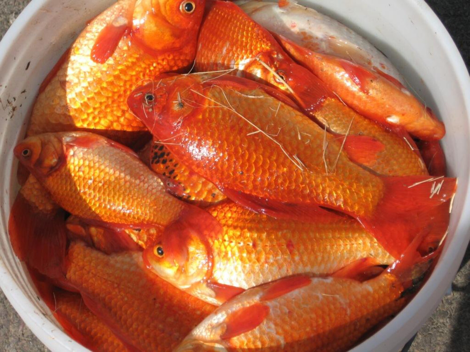 This bucket full of invasive goldfish removed from Powwow Pond is an indicator of the problem present at the on-base fishing spot.  (Courtesy photo)