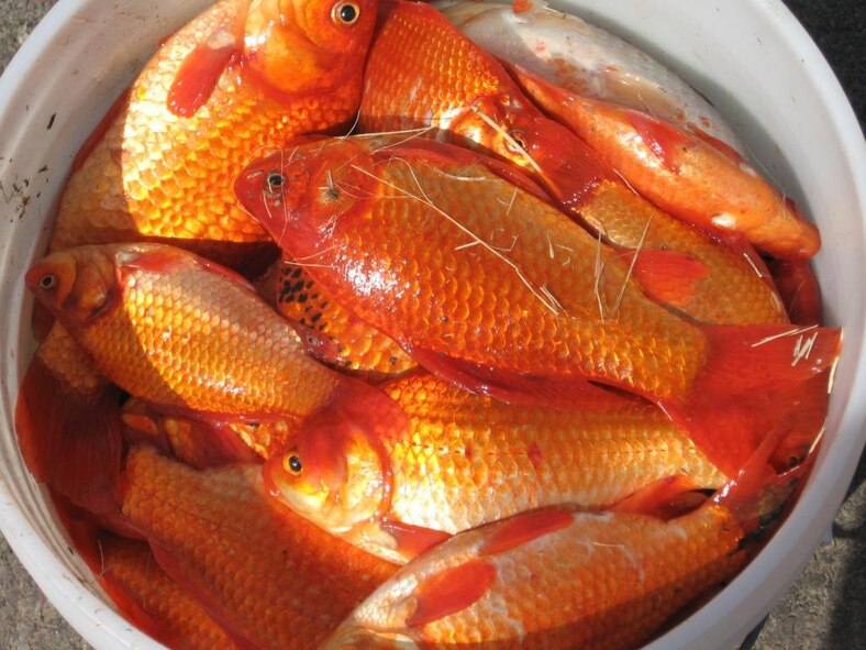 This bucket full of invasive goldfish removed from Powwow Pond is an indicator of the problem present at the on-base fishing spot.  (Courtesy photo)