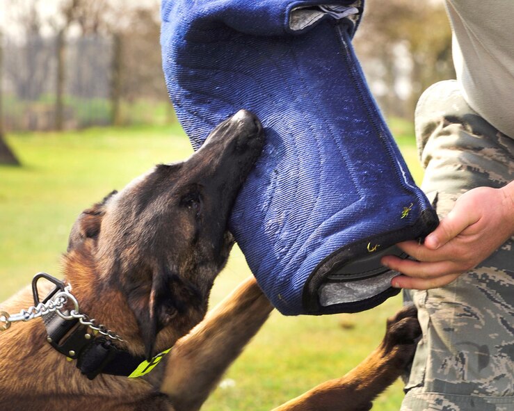 RAF MILDENHALL, England – Military Working Dog Vvonya, 100th Security Forces Squadron, attacks and subdues an assailant decoy during a patrol training exercise here March 21, 2012. The 100th Air Refueling Wing public website, www.mildenhall.af.mil is the base’s one official public information site. Airmen and family members can visit the website for timely, accurate information, news, road conditions, bulletin board, Square-D Scribbles comic, phone number, and much more. (U.S. Air Force photo/Senior Airman Ethan Morgan)