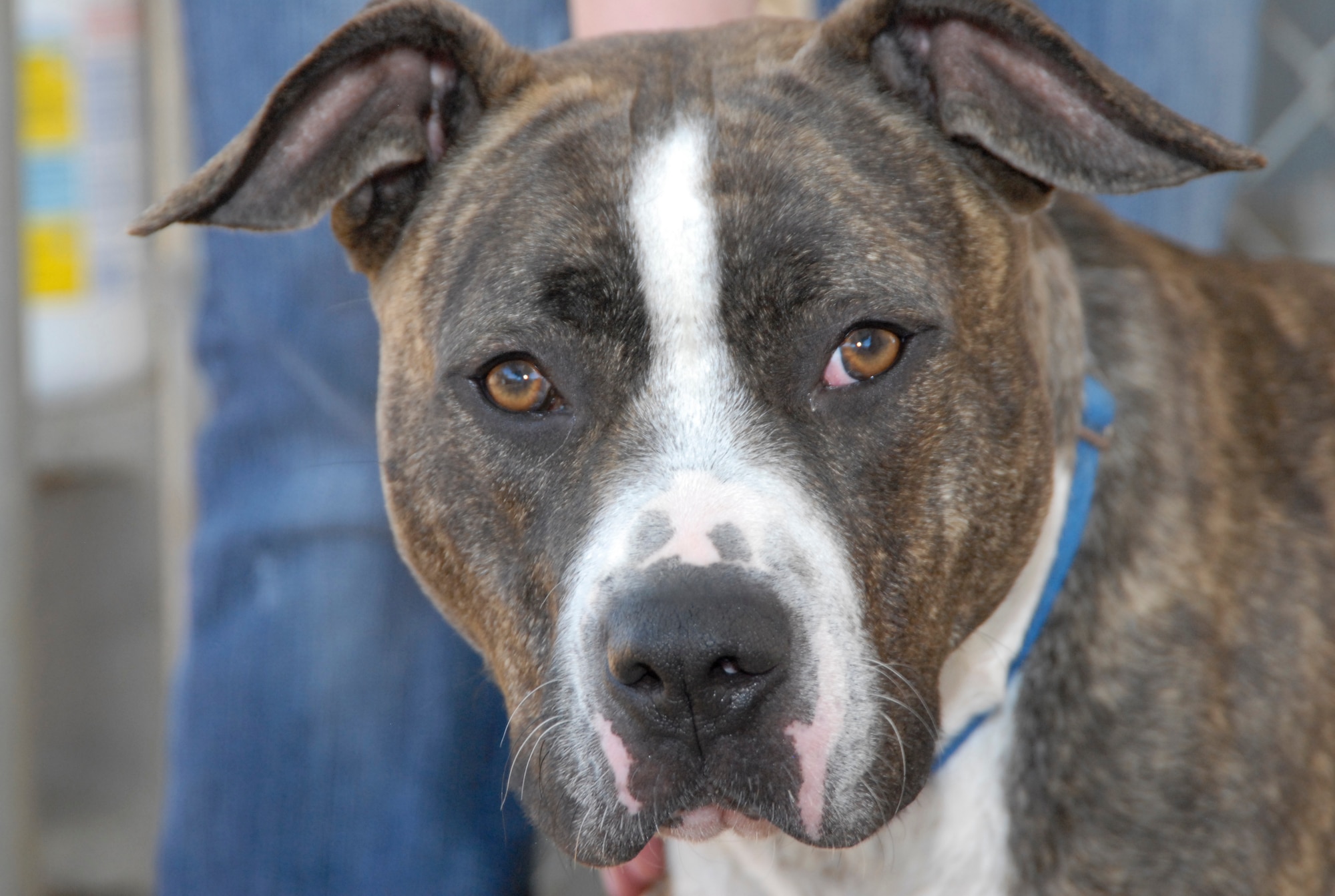 Sadie, an 18-month-old Pitbull-mix enjoys the springtime weather and having the opportunity to spend time with the Adopt-A-Pet volunteers May 27. She is one of five dogs currently available for adoption. (Air Force Photo by Laura Mowry)