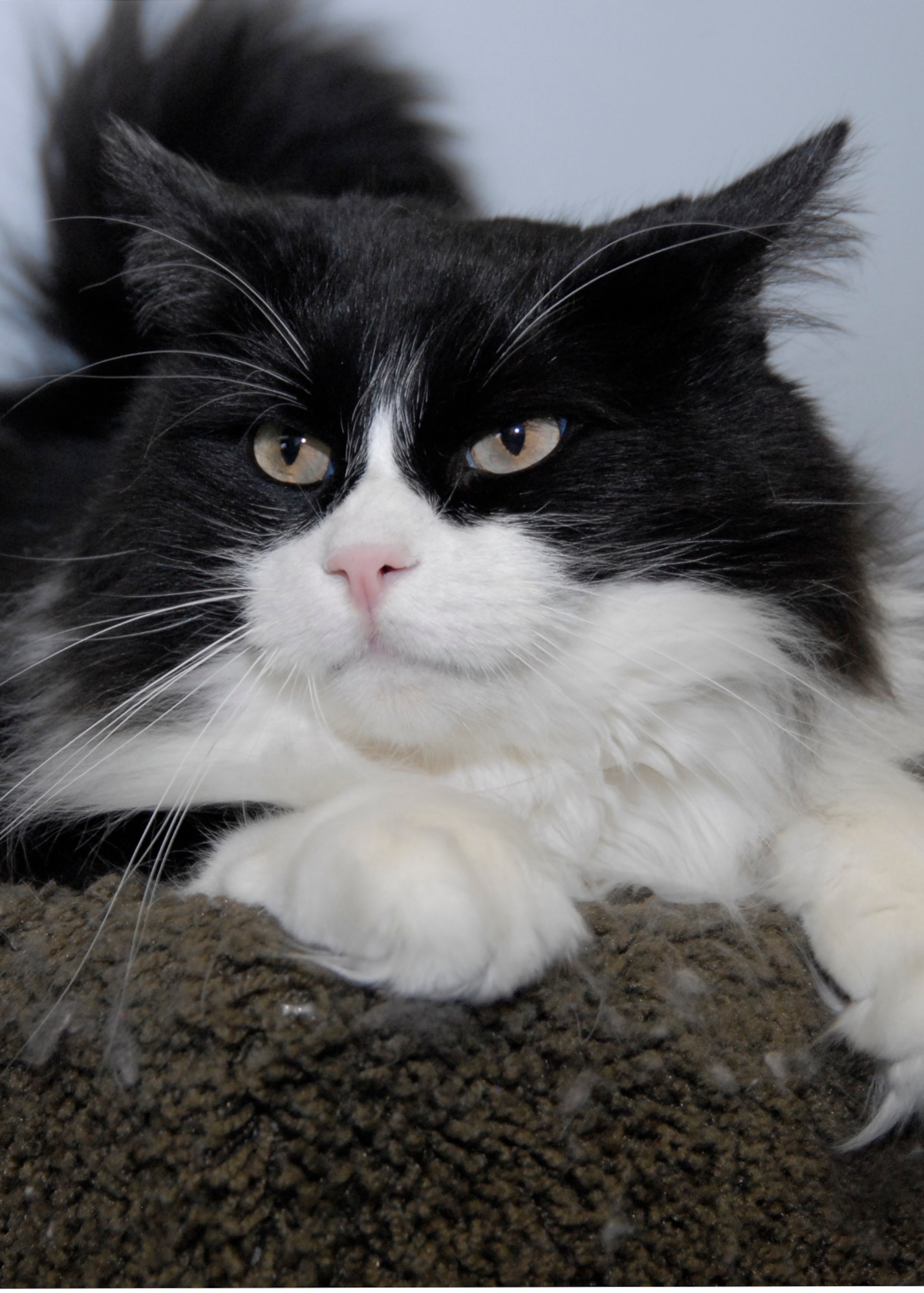 Five-year-old Nilla spent the afternoon relaxing while the Adopt-A-Pet volunteers ensured every animal was taken care of during their shift. (Air Force Photo by Laura Mowry)
