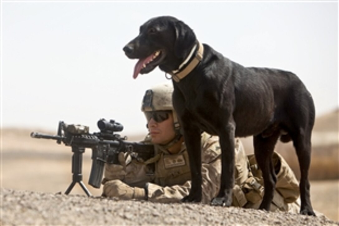 U.S. Marine Cpl. Sean Grady and Ace, a military working dog trained to detect improvised explosive devices, provide security during a patrol in the Khan Neshin district in Afghanistan's Helmand province, April 27, 2012. Grady, a dog handler and pointman assigned to Echo Company, 1st Light Armored Reconnaissance Battalion, and Ace have located 16 roadside bombs, the most of any team in their battalion since arriving in the province last October.