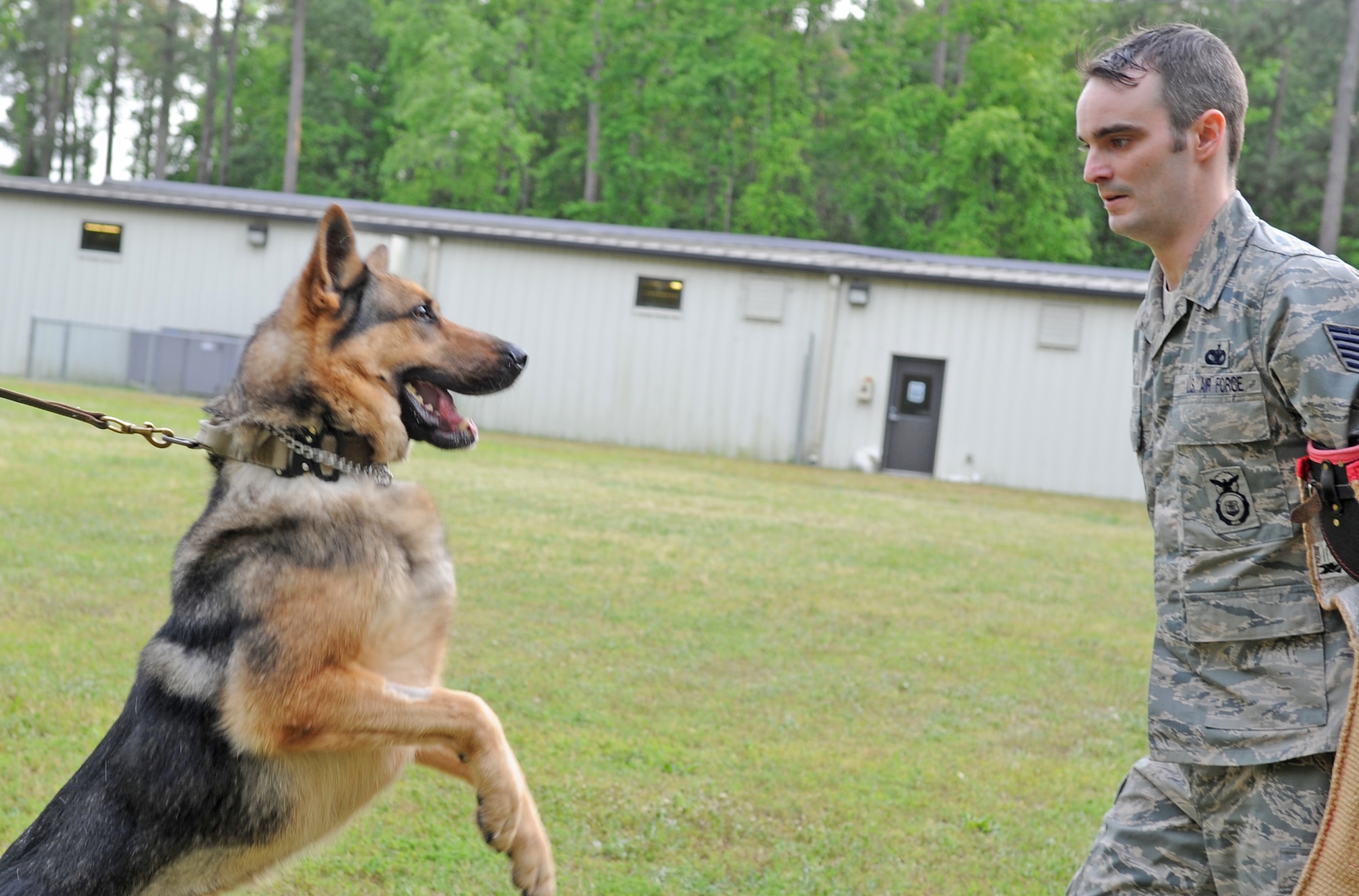 U.S. Air Force Tech. Sgt. Bradford Camp plays with military working dog Carlos at Seymour Johnson Air Force Base, N.C., April 26, 2012. Camp deployed to Afghanistan with Carlos where they were credited with finding multiple improvised explosive devices and weapons caches. Camp, 4th Security Forces Squadron flight chief, hails from Wilmington, N.C. (U.S. Air Force photo/Senior Airman Gino Reyes/Released)