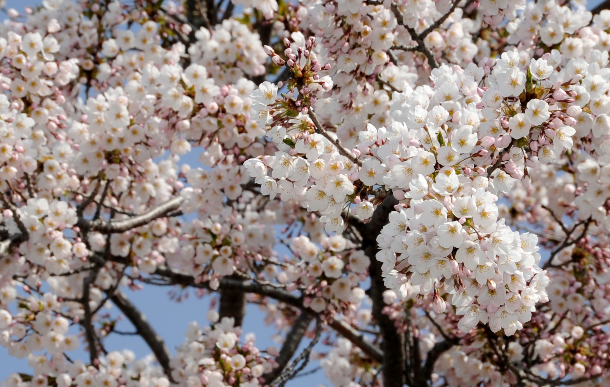 Cherry blossoms are in bloom at Misawa Air Base, Japan, May 01, 2012. The blooming of cherry blossoms encourages many servicemembers and civilians in Misawa Air Base to get outside and enjoy Japan each spring. (U.S. Air Force photo by Airman 1st Class Kaleb Snay/Released)