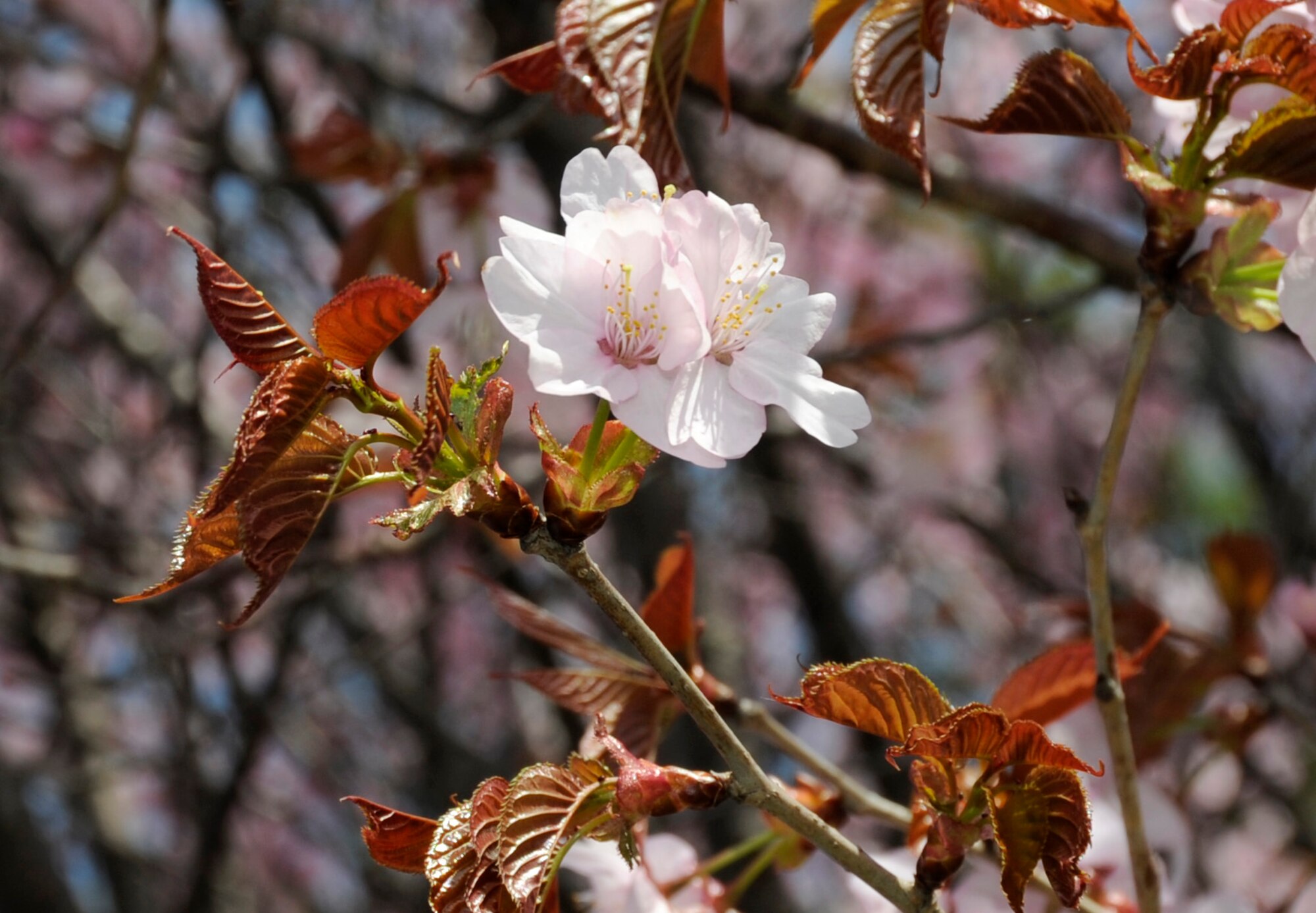 Cherry blossoms are blooming throughout Misawa Air Base, Japan, May 01, 2012. In 1912, Japan gave 3,020 cherry blossom trees as a gift to the United States to celebrate the growing friendship between the two nations, which are planted in Sakura Park in Manhattan and line the shore of the Tidal Basin in Washington, D.C. (U.S. Air Force photo by Airman 1st Class Kaleb Snay/Released)