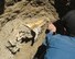 Archeologists uncover a fossilized horse skull in a cliff by the sea at Vandenberg Air Force Base, Calif., recently. Archeologists have identified more than 1,600 prehistoric archaeological sites on Vandenberg AFB. (Courtesy photo)