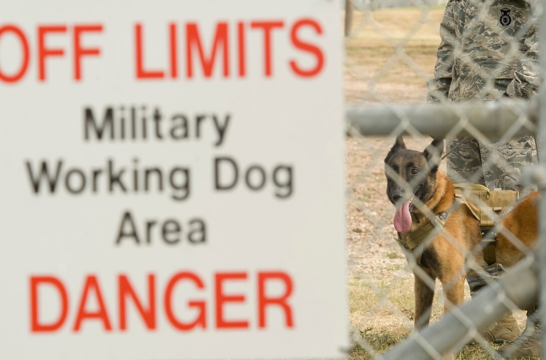 A military working dog and his handler are ready to showcase their skills during the Department of Defense Military Working Dog K-9 Trials held at Joint Base San Antonio-Lackland, Texas, May 4, 2012. The three-day event will test the competitors with deployment-type scenarios and obstacles as well as an iron dog competition. (U.S. Air Force photo/Senior Airman Corey Hook)