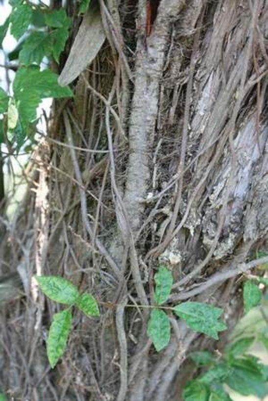 Poison ivy, which features three leaves, has hairy vines that can climb up trees. The leaves can turn a deep red in the winter. All of the plant – leaves, stem and vine – contain skin-irritating oils. (Air Force photo by Kelly Deichert)