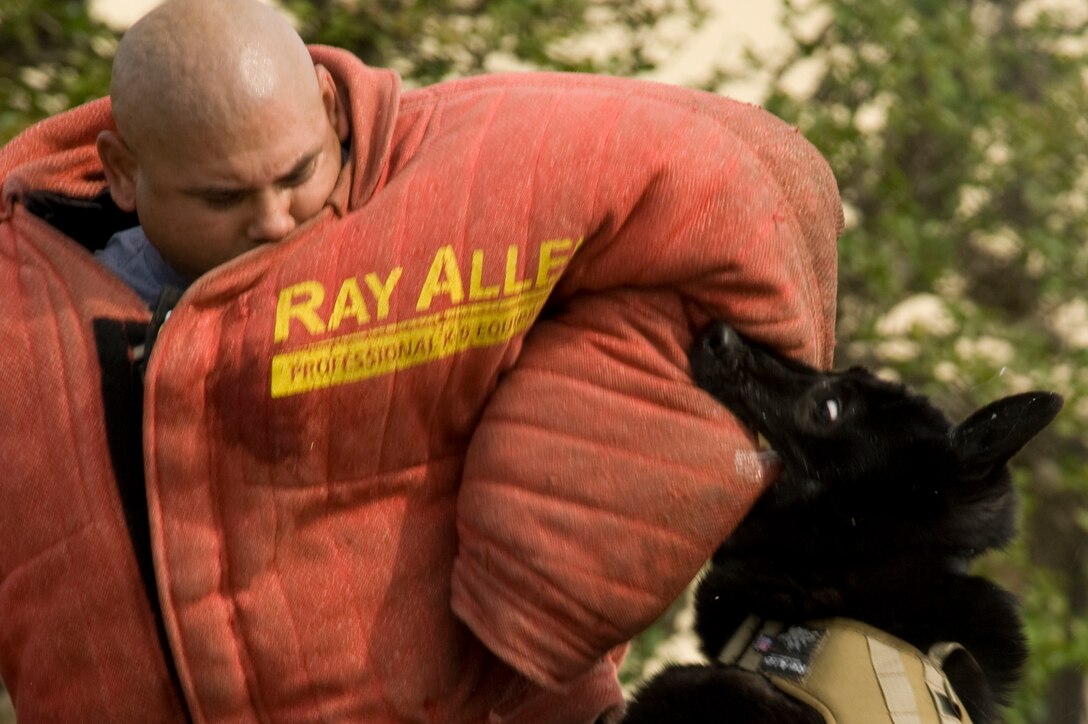 A military working dog bites a mock suspect during a scenario in the Department of Defense Military Working Dog K-9 Trails held at Joint Base San Antonio-Lackland, Texas, May 4, 2012. The trials test the competitors’ skills in duty specific challenges such as drug searching and explosives detection. (U.S. Air Force photo/Senior Airman Corey Hook)