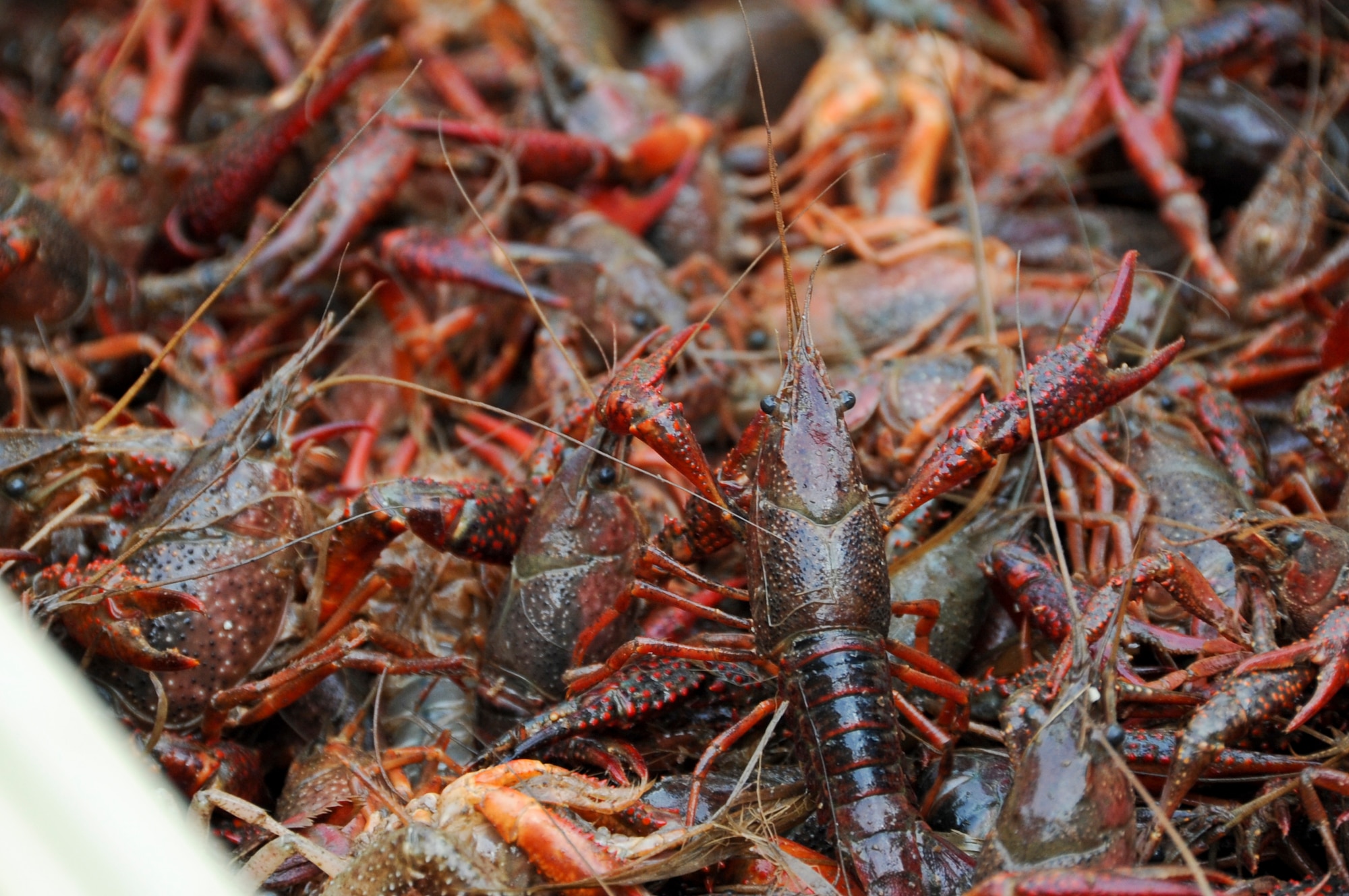 Crawfish climb around in a container at the 2012 Crawfish Festival on Barksdale Air Force Base, La., May 4. Participants enjoyed live music, raffles, games, beverages and food during the annual festival. (U.S. Air Force photo/Airman 1st Class Micaiah Anthony)(RELEASED)