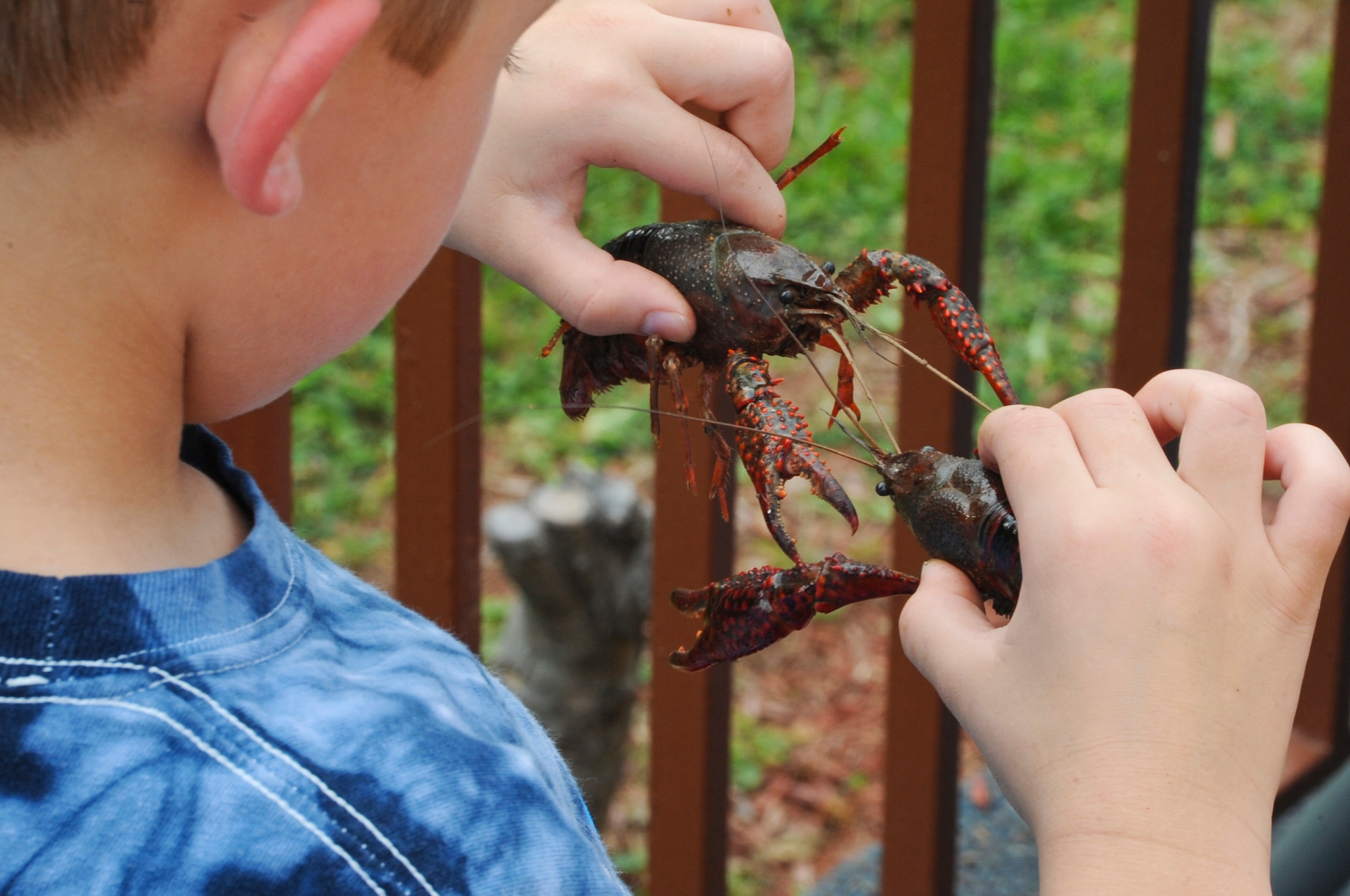 Wyatt Deckard, 6, takes a closer look at two crawfish during the 2012 Crawfish Festival on Barksdale Air Force Base, La., May 4. Along with eating the crustaceans, participants were able to hold and pet live crawfish during the festival. (U.S. Air Force photo/Airman 1st Class Micaiah Anthony)(RELEASED)