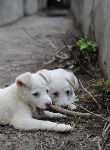 Two puppies chew on a piece of wood in Doyline, La., May 5. Staff Sgt. Kichelle Rowe, 2nd Medical Group physical therapy technician, co-founded Eppler Rowe Rescue, a non-profit organization, which has placed more than 150 puppies in loving homes. (U.S. Air Force photo/Airman 1st Class Benjamin Gonsier)(RELEASED)