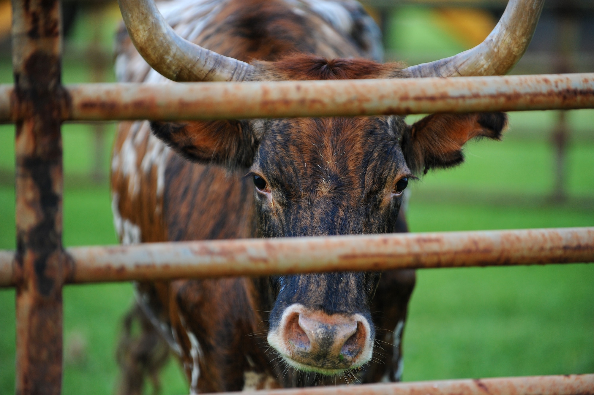 In typical Prime BEEF fashion, the 647th Civil Engineers Squadron, Joint Base Pearl Harbor-Hickam, Hawaii, brought the "bull" to the monthly installment of the Warrior Run May 3. Prime BEEF, is a Prime Base Engineer Emergency Force is a rapidly deployable, specialized civil engineer unit of the Air Force Prime BEEFs provide a full range of engineering support required to establish, operate, and maintain garrison and contingency airbases. The Prime BEEF motto is "If you mess with the bull, you get the horns." (U.S. Air Force photo/Staff Sgt. Mike Meares)