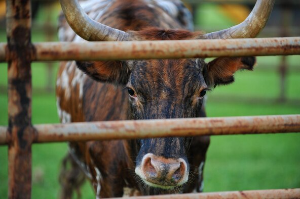 In typical Prime BEEF fashion, the 647th Civil Engineers Squadron, Joint Base Pearl Harbor-Hickam, Hawaii, brought the "bull" to the monthly installment of the Warrior Run May 3. Prime BEEF, is a Prime Base Engineer Emergency Force is a rapidly deployable, specialized civil engineer unit of the Air Force Prime BEEFs provide a full range of engineering support required to establish, operate, and maintain garrison and contingency airbases. The Prime BEEF motto is "If you mess with the bull, you get the horns." (U.S. Air Force photo/Staff Sgt. Mike Meares)