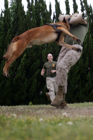 Max bites a suspect, Sgt. Agustin G. Garcia, Provost Marshal's Office kennel master, in order to allow her handler, Sgt. Johnathon E. Pierce, PMO chief K-9 trainer, to catch up to the suspect during a demonstration for the students of Matthew C. Perry Elementary School here May 14, 2012. A K-9 can not only provide a better way to stop suspects but can also deter some suspects from breaking::r::::n::the law.