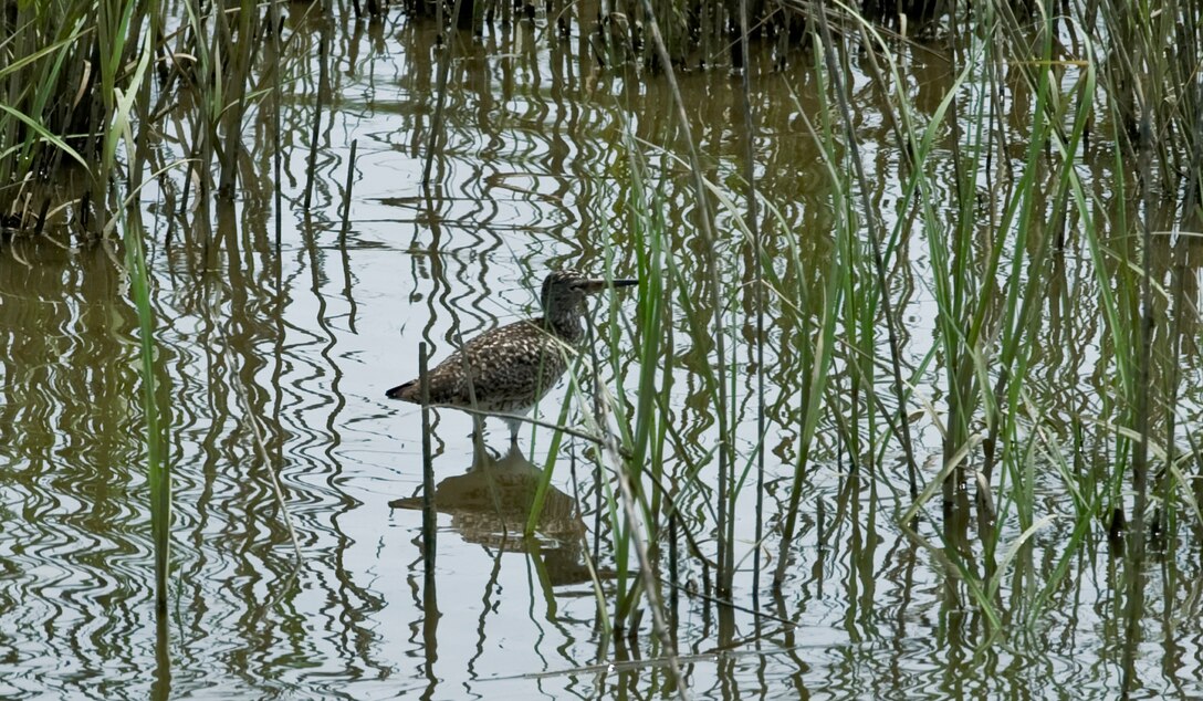 A Willet walks through marsh May 12, 2012, at Langley Air Force Base, Va. Willets feed on insects, crustaceans, mollusks, grasses and seeds. Willets are also well known for their unique beak; allowing them the ability easily open their food.  (U.S. Air Force Photo by Senior Airman Stephanie Rubi / Released)