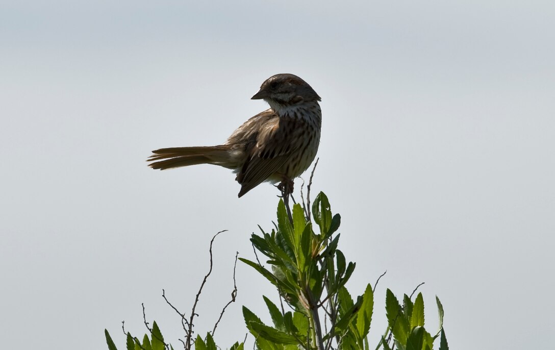 A House Finch lands on a tree top May 12, 2012, at Langley Air Force Base, Va. House Finch's are native to the western states but were introduced to the east coast in the 1940's. Bird watchers use the information gathered to understand migratory patterns and possible increase or decrease in a species population on Langley AFB. (U.S. Air Force Photo by Senior Airman Stephanie Rubi / Released)
