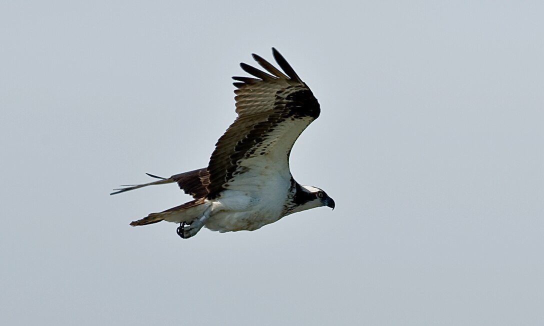 An Osprey fly's over the King Street bridge May 12, 2012, at Langley Air Force Base, Va. Osprey build their habitats near large lakes, rivers and coast lines. In 1986, only two Osprey were spotted at Langley AFB’s 2012 Spring Bird Count, since then, the population has increased; bird watchers spotted more than 15 in 2011. (U.S. Air Force Photo by Senior Airman Stephanie Rubi / Released)