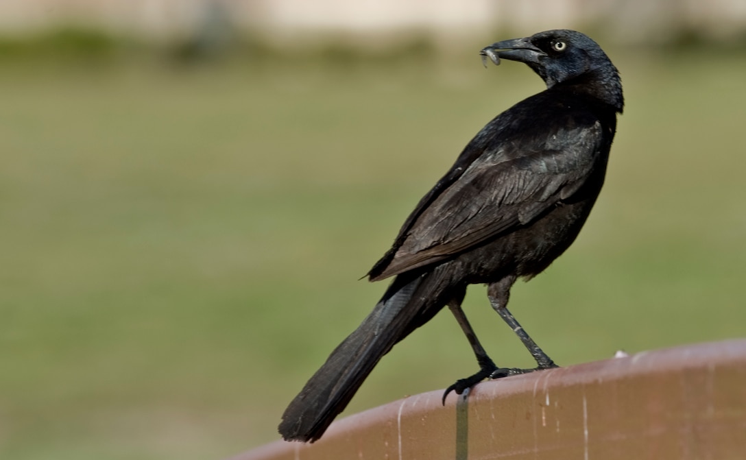 A Boat-tailed Grackle eats an insect May 12, 2012, at Langley Air Force Base, Va. Male Grackle's are two to three inches taller than female grackle's. Both male and female Boat-tailed Grackles were spotted at Langley AFB’s 2012 Spring Bird Count. (U.S. Air Force Photo by Senior Airman Stephanie Rubi / Released)
