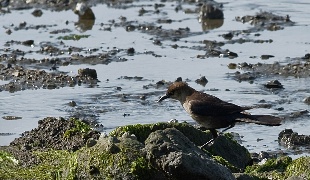 A Boat-tailed Grackle searches for food along the shore line May 12, 2012, at Langley Air Force Base, Va. Female Grackle's are lighter in color with dark eyes.  More than 1,000 birds were observed during Langley AFB’s 2012 Spring Bird Count. (U.S. Air Force Photo by Senior Airman Stephanie Rubi / Released)