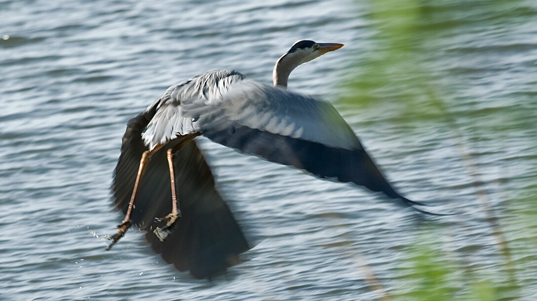 A Great Blue Heron takes flight May 12, 2012, at Langley Air Force Base, Va. The Great Blue Heron flies slowly, but uses it's long neck to snap quickly at its pray. Bird watchers gathered for the 26th year to participate in Langley AFB’s 2012 Spring Bird Count. (U.S. Air Force Photo by Senior Airman Stephanie Rubi / Released)
