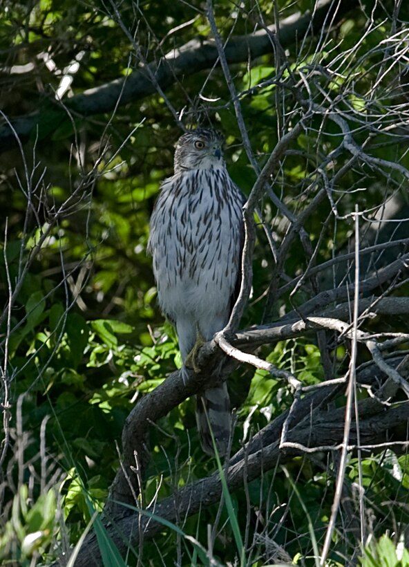 A Cooper's Hawk perches in a tree May 12, 2012, at Langley Air Force Base, Va. The Cooper's Hawk's population is “uncommon to rare,” but has steadily increased after its lowest population in the 1970's.  Bird watches observed 61 different species throughout the base during the 2012 Spring Bird Count. (U.S. Air Force Photo by Senior Airman Stephanie Rubi / Released)

