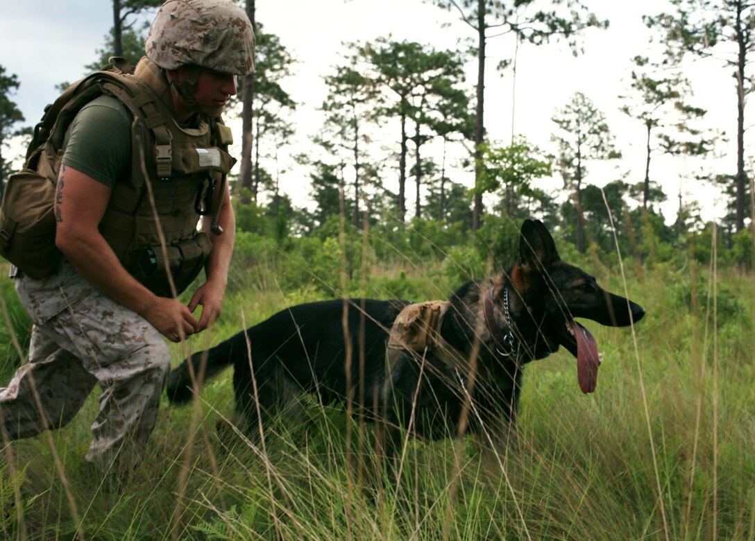 Lance Cpl. Joe Singer, a military working dog handler with Military Police Support Company, II Marine Expeditionary Force Headquarters Group, performs explosive detection training with his dog, Lubus, aboard Camp Lejeune, N.C., June 9, 2010. The purpose of the training is to keep both the Marines and their dogs ready for detecting explosives such as improvised explosive devices and caches while in the battlefield.