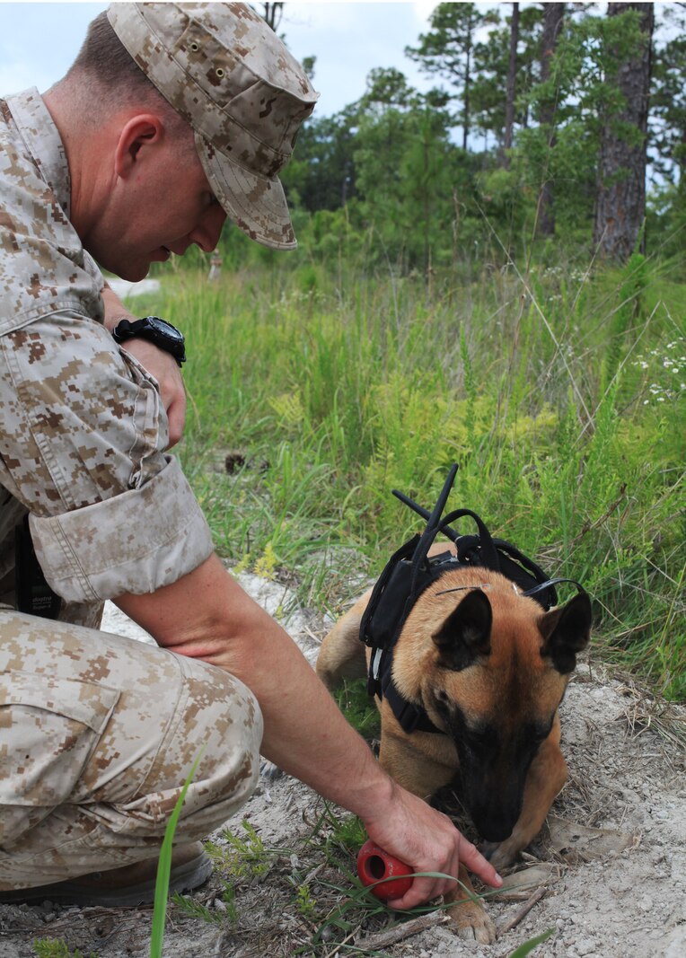 Cpl. Benjamin Shaffer, the chief military working dog handler with Military Police Support Company, II Marine Expeditionary Force Headquarters Group, praises Shandi after she found explosive odors planted by the Marines aboard Camp Lejeune, N.C., June 9, 2010. Dog handlers and their dogs perform daily training to keep themselves prepared for deployment.
