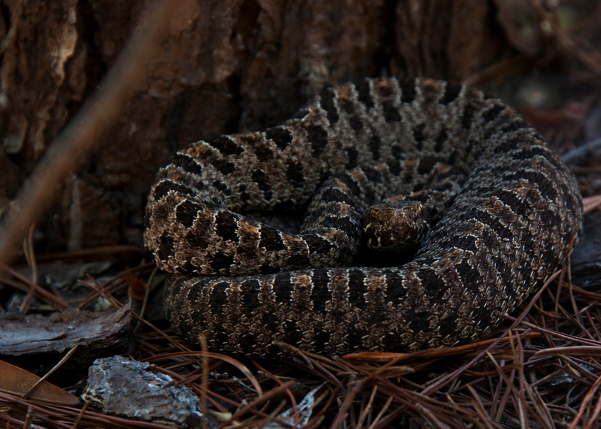 A pygmy rattlesnake coils up by a tree in the forest behind the 33rd Fighter Wing at Eglin Air Force Base, Fla.  The pygmy rattlesnake is a common species of rattlesnake located in Northwest Florida and can be found throughout the Eglin reservation.  The small snake averages between 14 and 22 inches in length.  (U.S. Air Force photo/Samuel King Jr.)
 