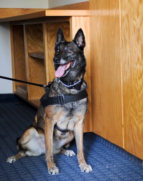 A military working dog sits after finding a training aid at Moody Air Force Ga., May 15, 2012. After the competition, handlers compared notes and shared techniques. (U.S. Air Force photo by Airman 1st Class Douglas Ellis/Released)
