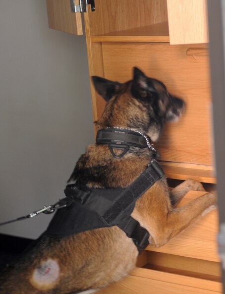A military working dog sniffs a dresser for a bomb at Moody Air Force Ga., May 15, 2012. The MWD was searching as part of an eight room timed competition for police week. (U.S. Air Force photo by Airman 1st Class Douglas Ellis/Released)
