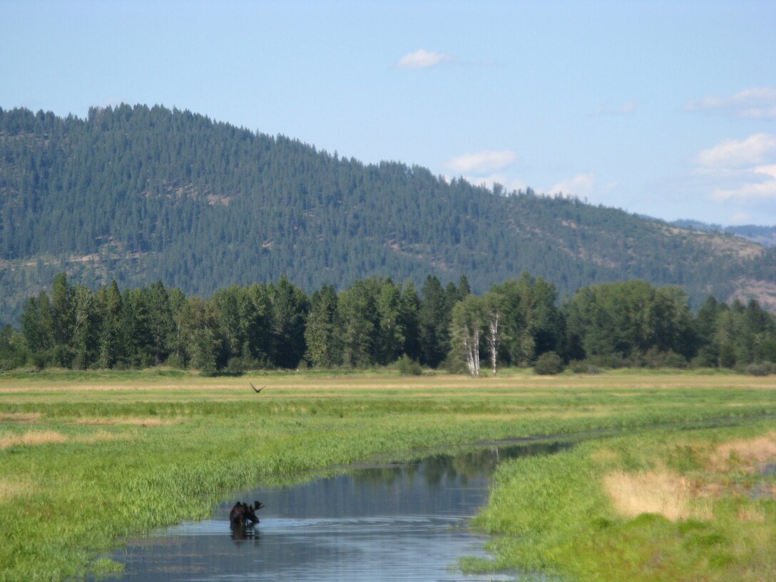 To provide a cleaner waterfowl feeding ground in the midst of an area contaminated from historic mining operations, the Seattle District, recently finished transforming agricultural lands into wetland habitat at a privately owned farm east of Lake Coeur d’Alene, Idaho.