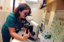 Margaret Williamson, 902nd Force Support Squadron veterinary technician, uses a microscope to check animal stool samples for worms May 21 at the Joint Base San Antonio-Randolph veterinary clinic.  (U.S. Air Force photo by Rich McFadden) 