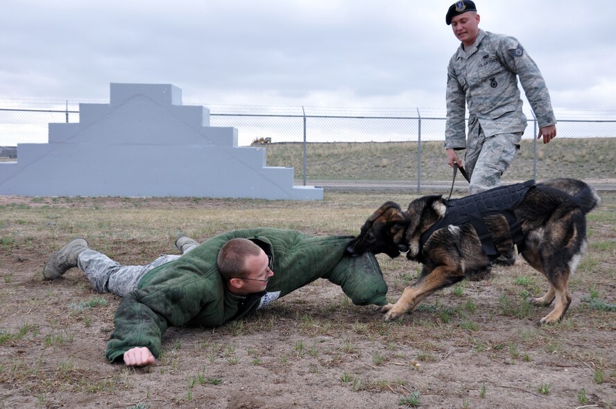 Military working dog “Kichi” takes Senior Airman James Miller, 90th Security Forces Squadron K-9 handler, to the ground during a training exercise May 7 as Staff Sgt. Stephen Showmaker, 90th SFS K-9 handler, gives orders to both the MWD and the “chew toy.” (U.S. Air Force photo by Airman 1st Class Dan Gage)