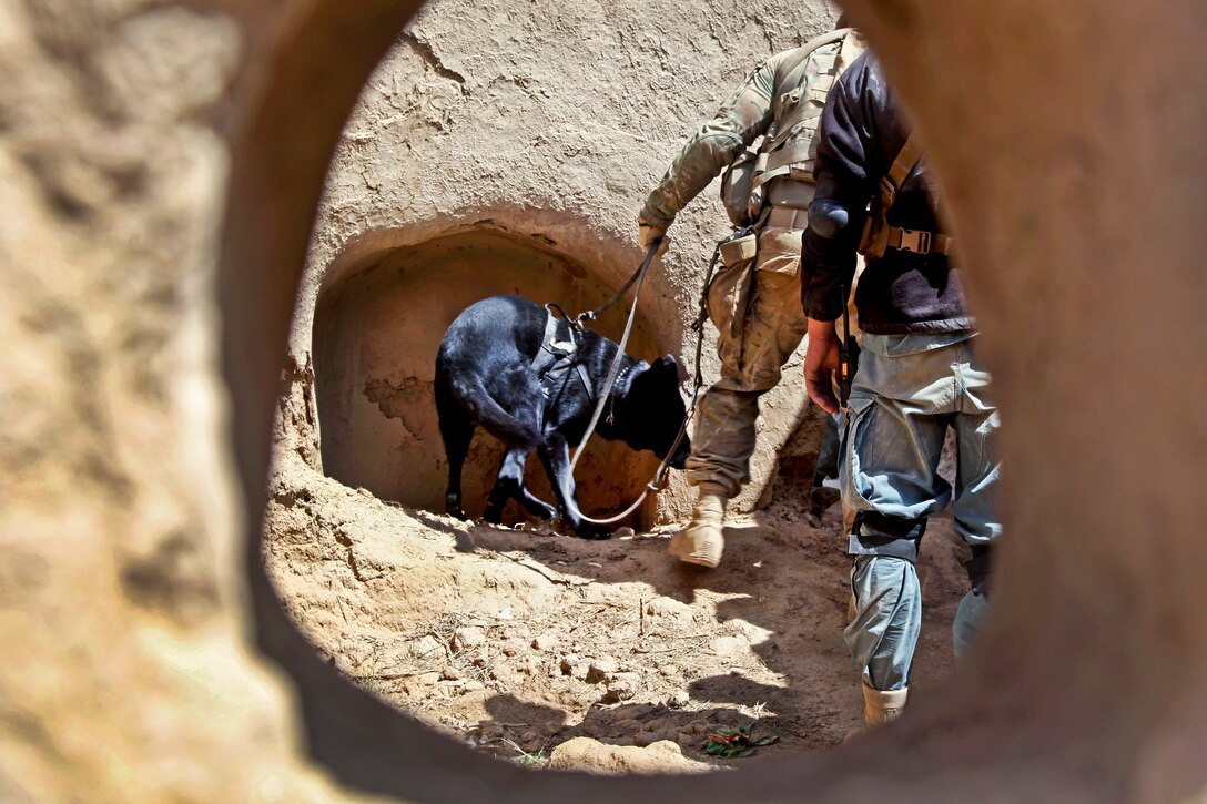 U.S. Army Sgt. Ryan Henderson and Satin, his military working dog, search an Afghan home in the village of Spine Gundey in the Gelan district of Afghanistan’s Ghazni province, May 10, 2012. Henderson is assigned to the 82nd Airborne Division’s 1st Brigade Combat Team.