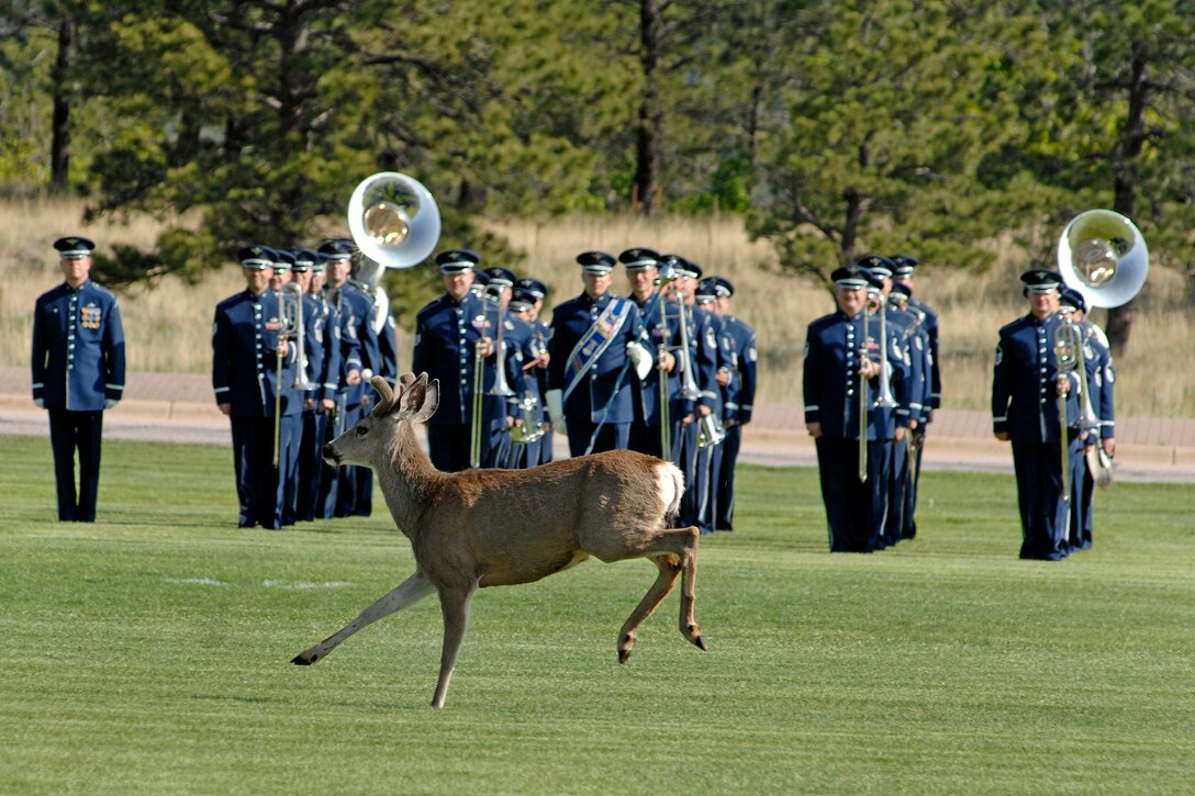 A very confused deer managed to find himself leading the troops onto the field at the USAFA Preperatory School Graduation Parade to the amusement of all in attendance. 