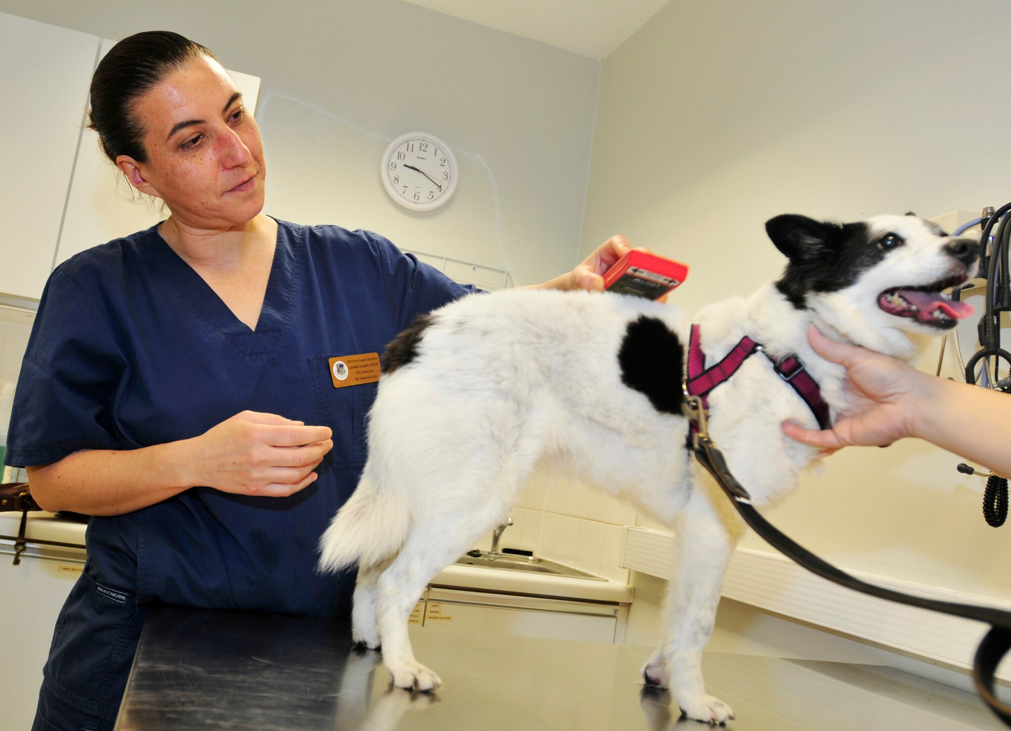 ROYAL AIR FORCE LAKENHEATH, England - Daniela Iacopini, 48th Force Support Squadron Ministry of Defence veterinarian, scans the micro-chip of 12-year-old Chino, Okinawan mix, at the RAF Feltwell Veterinary Clinic May 25, 2012. All pets belonging to Department of Defense employees stationed in the U.K. are required to have micro-chips. (U.S. Air Force photo by Senior Airman Tiffany M. Deuel)