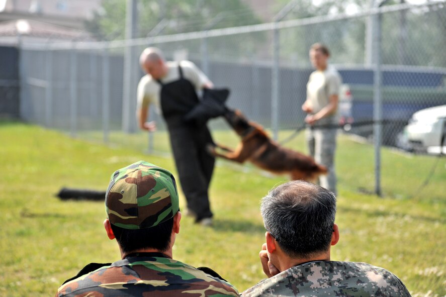 Republic of Korea Air Force members watch as Tech. Sgt. Aaron Seligman, 8th Security Forces Squadron K-9 handler, practices confidence training during an aggression session with Military Working Dog Rico at Kunsan Air Base, Republic of Korea on May 23, 2012. The ROKAF K-9 handlers received valuable training tips they could implement into their own training program at ROKAF Education and Training Command in Jinju.