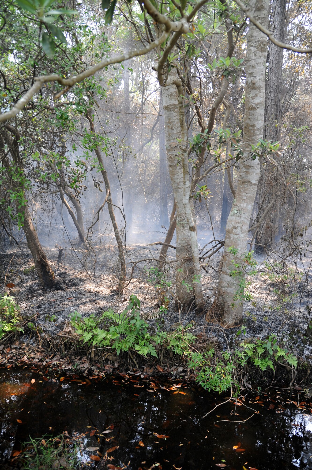 A section of dry underbrush simmers after a May 29, 2012 wildfire in the woods bordering the Gator Lakes golf course at Hurlburt Field, Fla. This section of wildfire has been controlled. (U.S. Air Force photo by Airman 1st Class Michelle Vickers)(Released)
