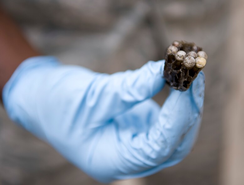 Senior Airman Thomas Davis, 2nd Civil Engineer Squadron pest management flight, holds a wasp nest after removing it from a work area on Barksdale Air Force Base, La., May 31. Insects and rodents are more active during summer months, and residents are encouraged to stay alert for potentially harmful pests. (U.S. Air Force photo/Staff Sgt. Chad Warren)(RELEASED)