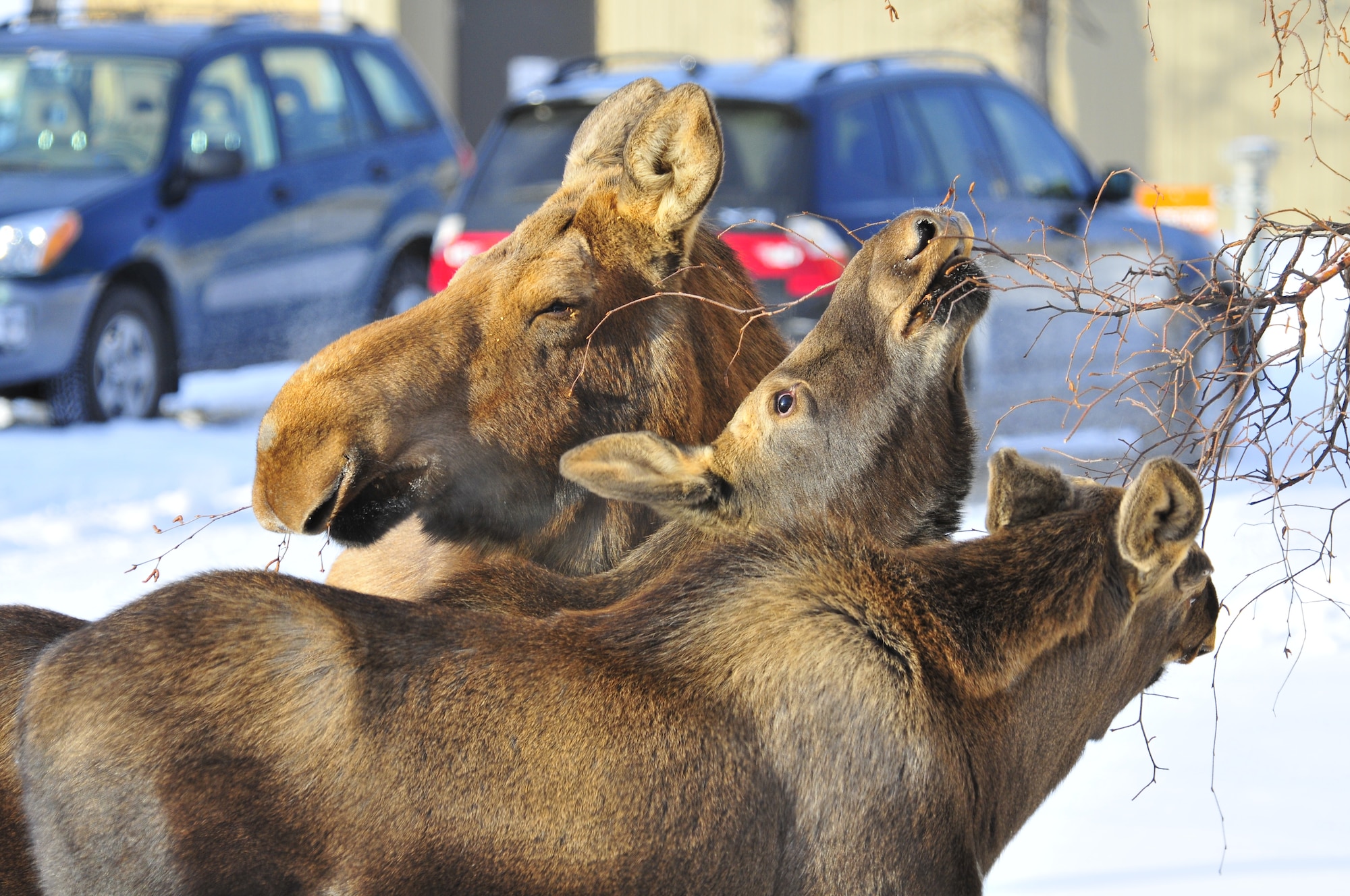 A moose and her calves feed outside Amber Hall March 2, 2012, Eielson Air Force Base, Alaska. Moose are usually more visible near winter’s end as moose and their young look to vegetation for nourishment. (U.S. Air Force photo/Staff Sgt. Miguel Lara III)