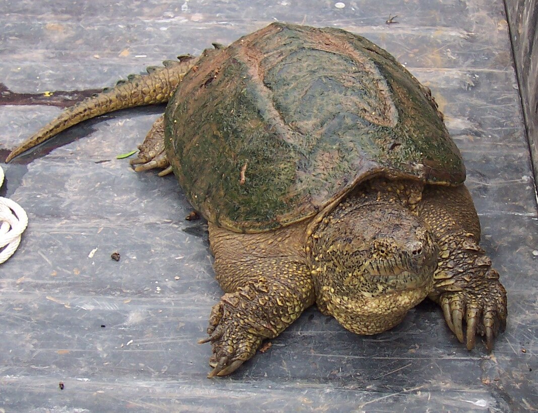 CONCHAS DAM, N.M., -- This snapping turtle was caught on the first day that staff at Conchas Dam tried to trap and relocate turtles for upcoming maintenance work on the stilling basin.